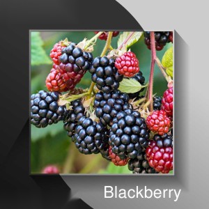 Blackberry