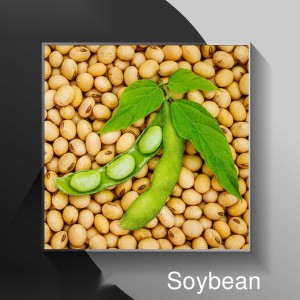 Soybean