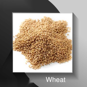 Wheat